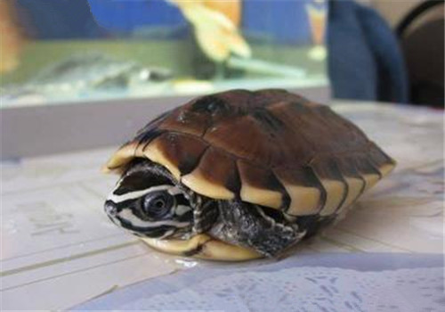 食螺龟可以深水吗