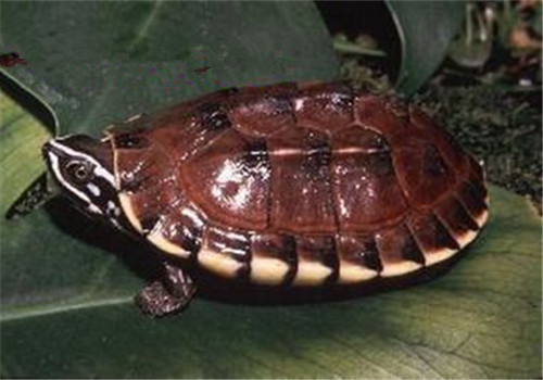 食螺龟是半水龟吗