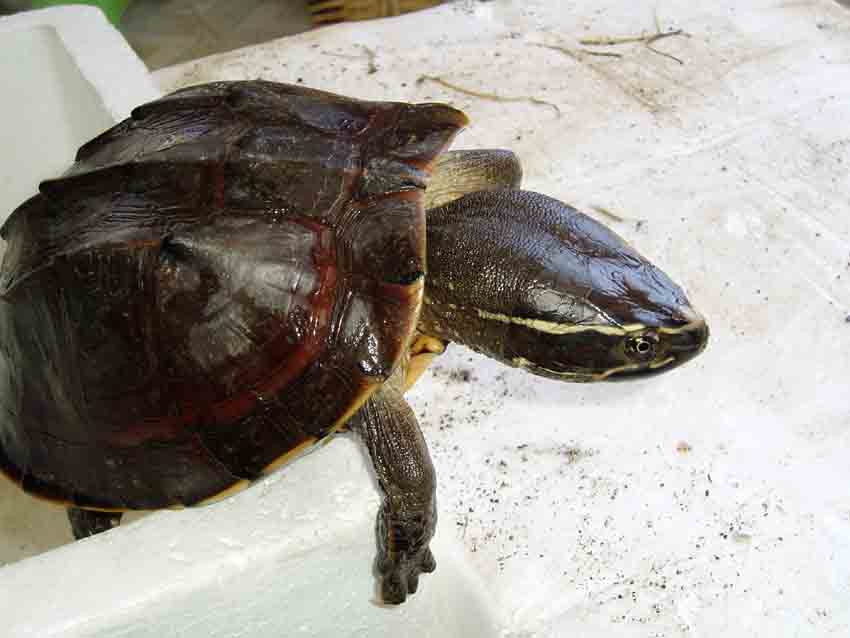 马来食螺龟饲养方法 食螺龟要怎么养