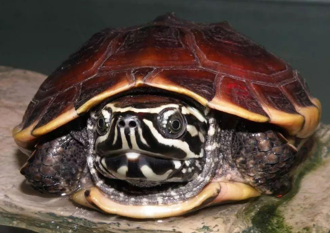 食螺龟是几级保护动物