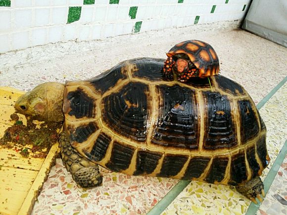 樱桃红腿陆龟如何饲养 樱桃红腿陆龟饲养方法