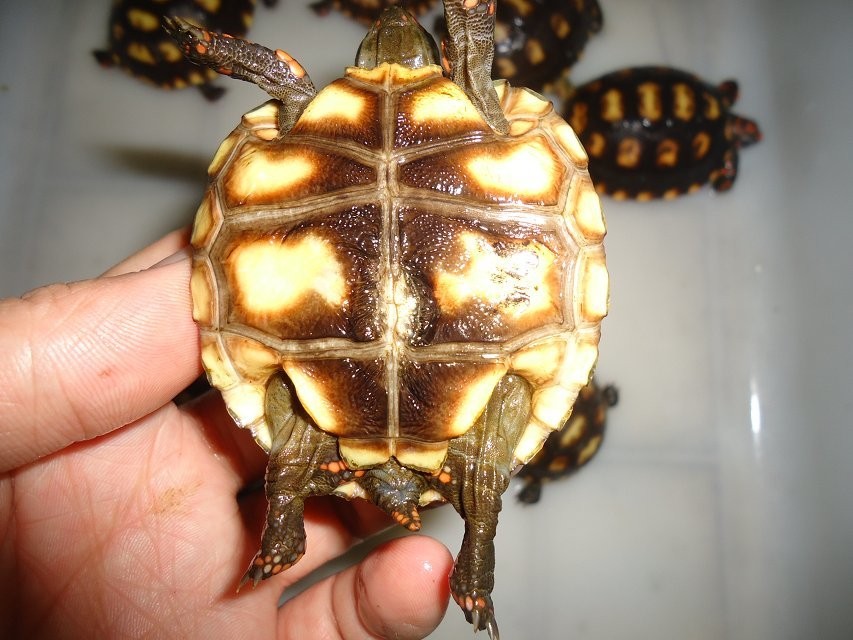 樱桃红腿陆龟多大繁殖 樱桃红腿陆龟几年成熟
