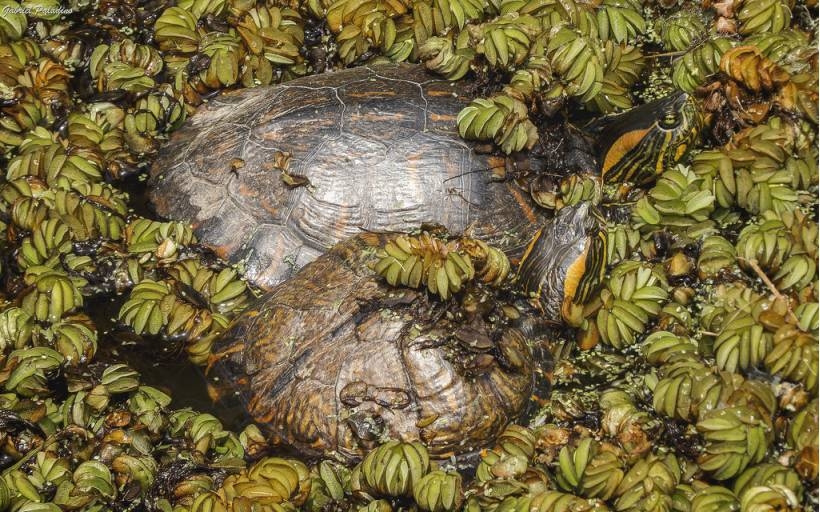 亚马逊彩龟是保护动物吗 亚马逊彩龟受保护吗