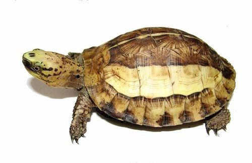 牙买加彩龟是水龟吗
