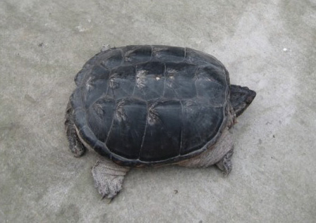 扁东方龟长多大