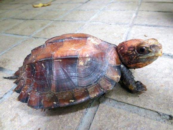 锯缘龟能长多大 锯缘龟可以长多大