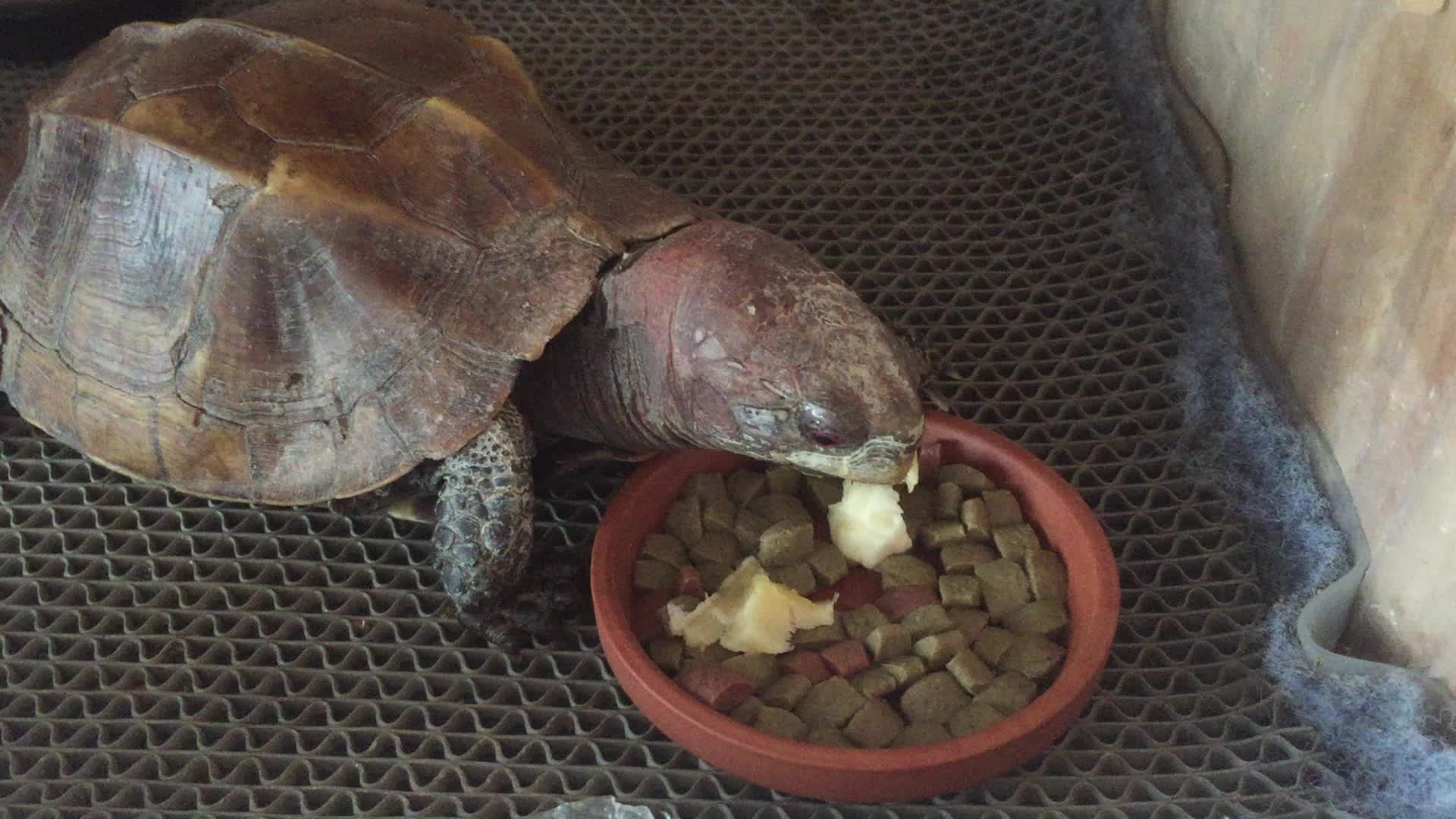 锯缘龟几天喂一次食物 锯缘龟喂食