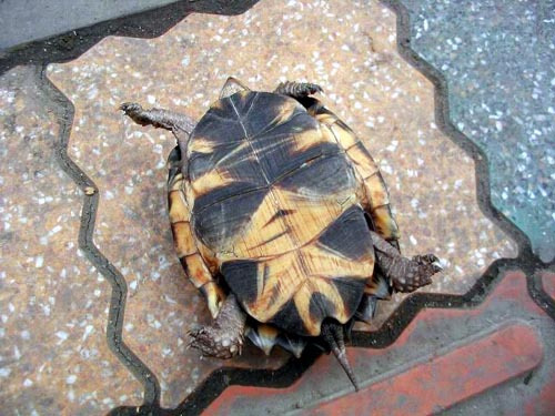 八角龟怎么养 八角棱龟怎样养
