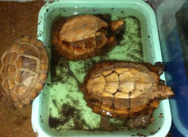 八角龟吃龟粮吗