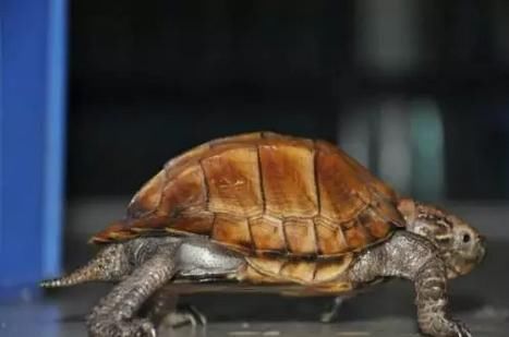 八角龟是不是国家保护动物 八角龟是保护动物吗