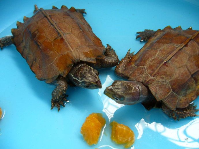 八角锯缘龟是几级保护动物