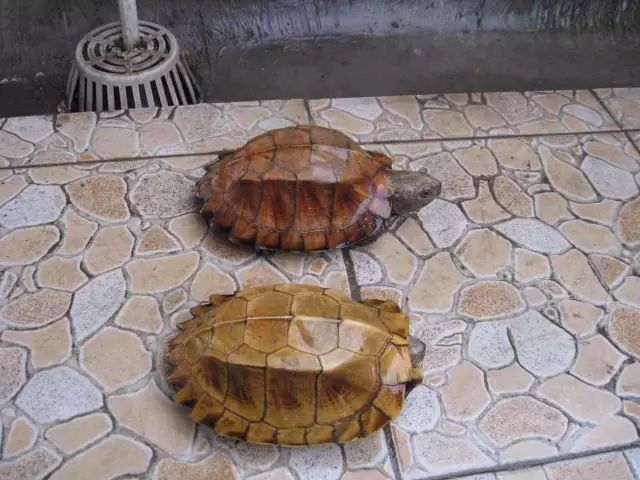 八角龟能和其它龟一起养吗