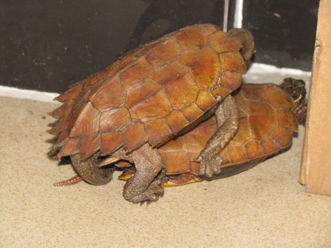 八角龟是水龟吗 八角龟是不是水龟