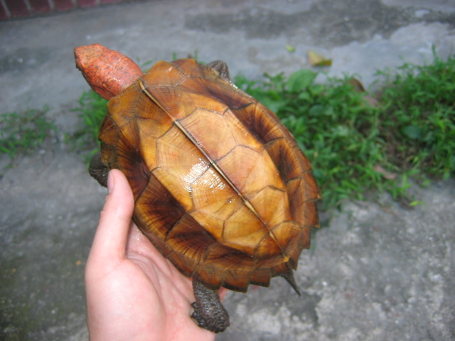 八角龟是陆龟吗 八角龟是不是陆龟