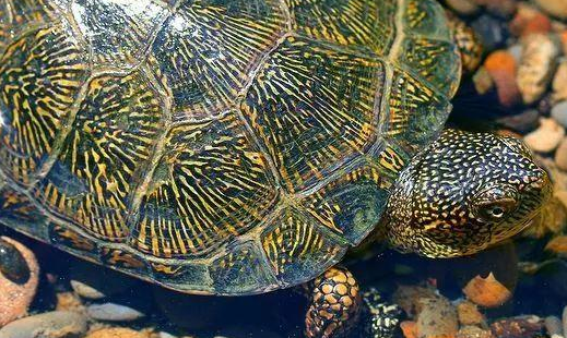 流星泽龟的寿命流星泽龟寿命
