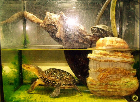 流星泽龟如何饲养 流星泽龟的饲养