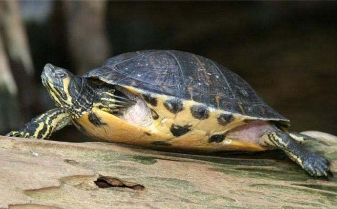 黄腹滑龟和黄耳有什么区别