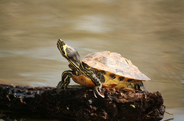 黄腹滑龟是保护动物吗