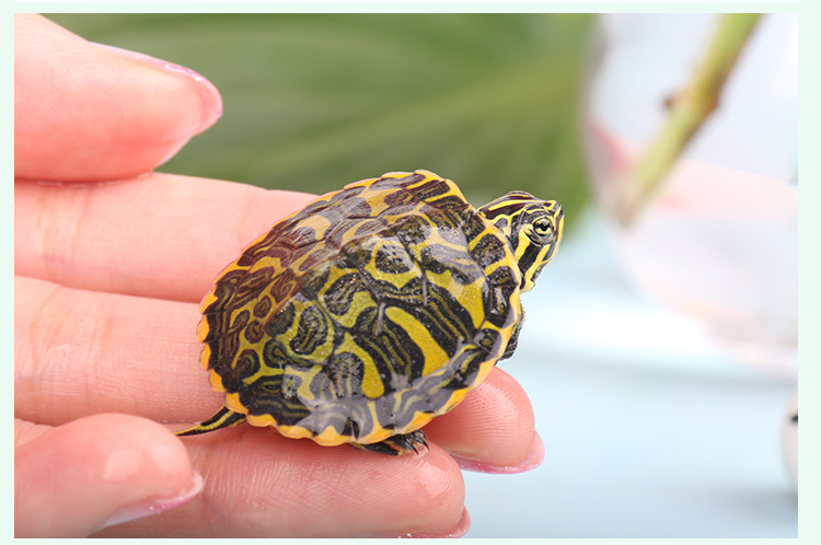 黄腹滑龟寿命多长 黄腹滑龟的寿命有多长?
