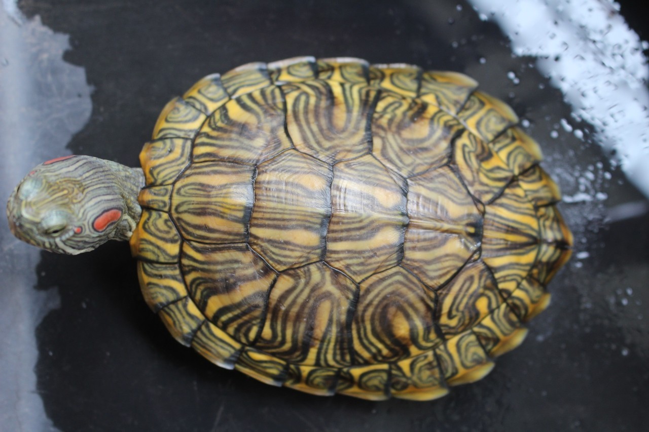 黄腹滑龟是深水龟吗