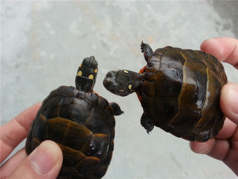 黄腹滑龟和巴西龟区别