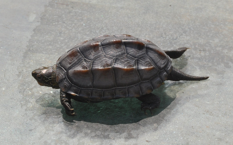 中华龟的寿命有多少年