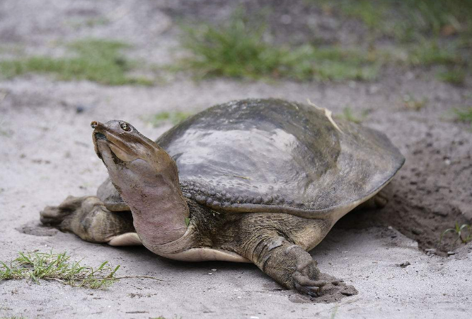 软壳龟能长多大