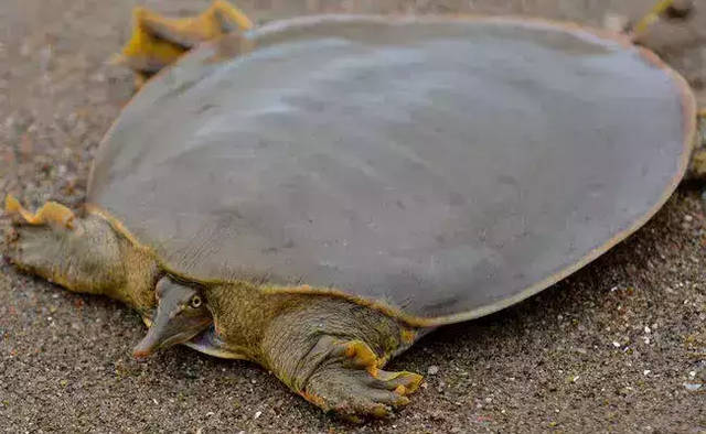软壳龟能活多久