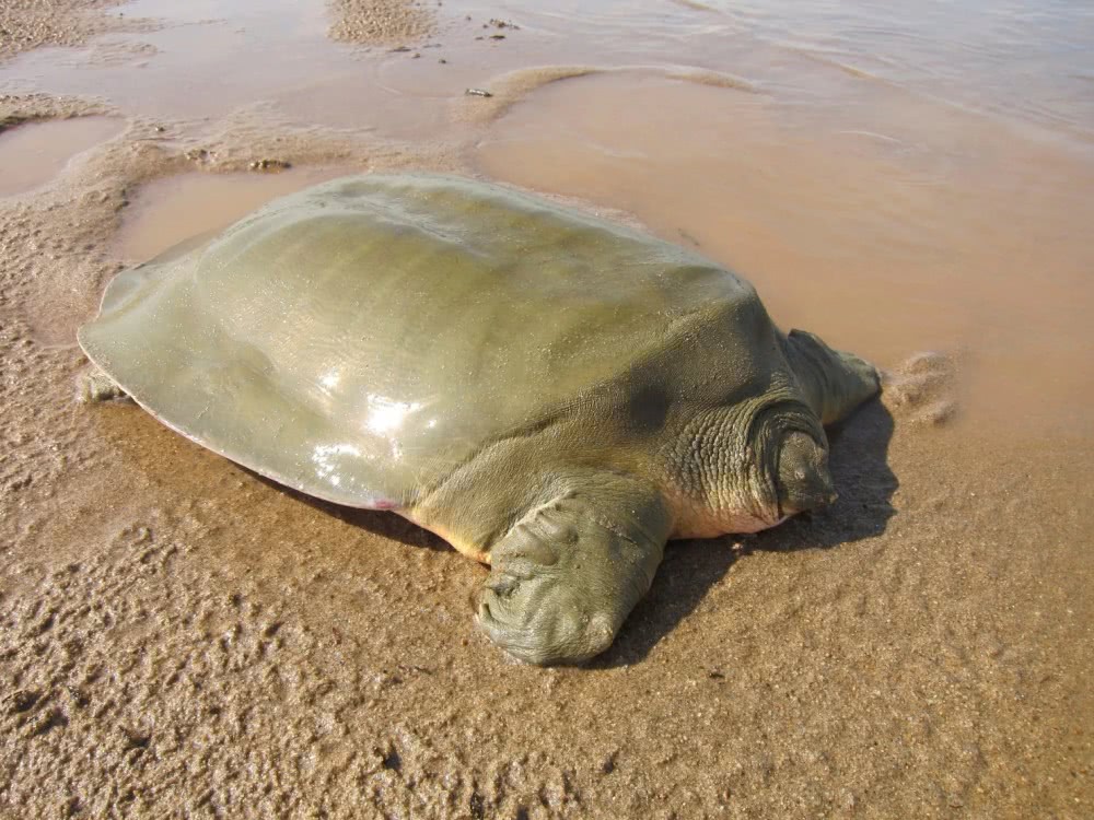 软壳龟寿命 软壳龟的寿命多长