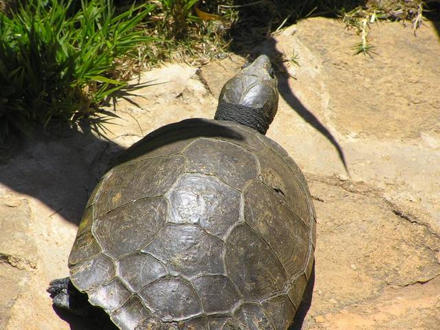 巨型侧颈龟寿命多长
