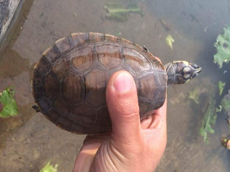 巨型侧颈龟是水龟吗