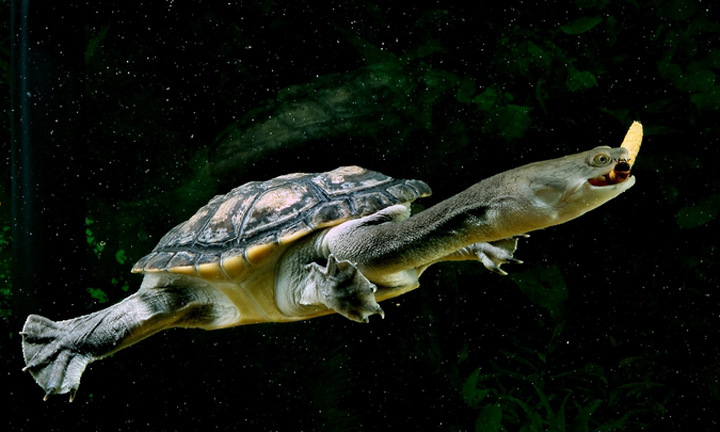 长颈龟能深水养吗 长颈龟可以深水养吗