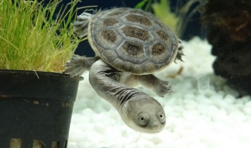长颈龟怎么繁殖