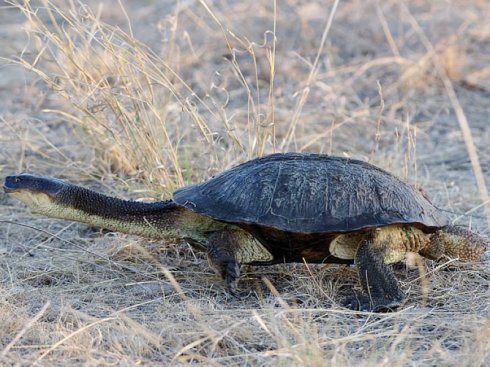 长颈龟几级保护动物