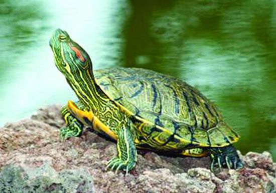 巴西龟吃菜叶吗