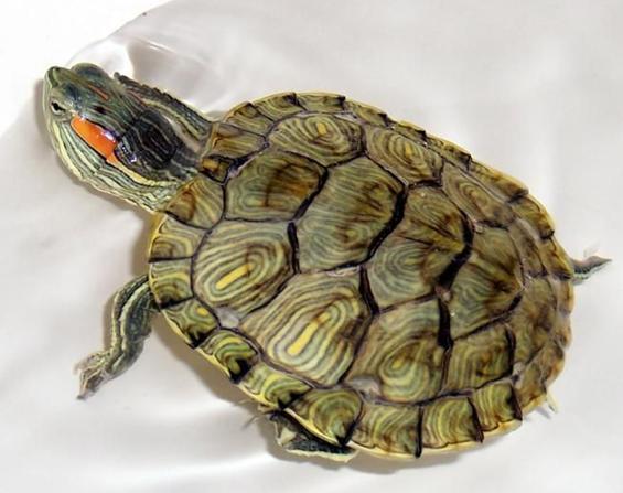 巴西龟冬天养在水里吗