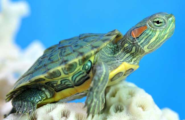 巴西龟冬天能一直放凉水里吗