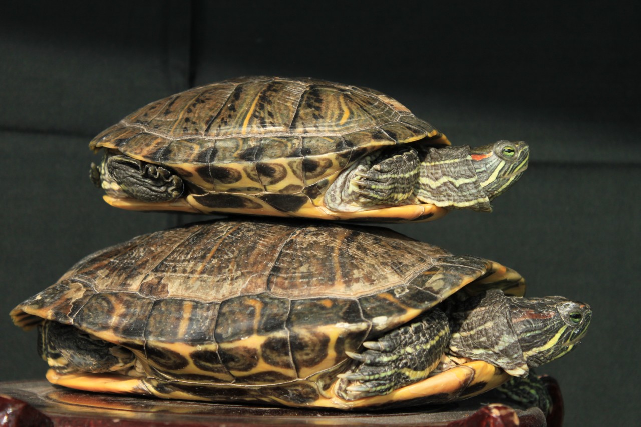 巴西龟为什么是入侵物种?