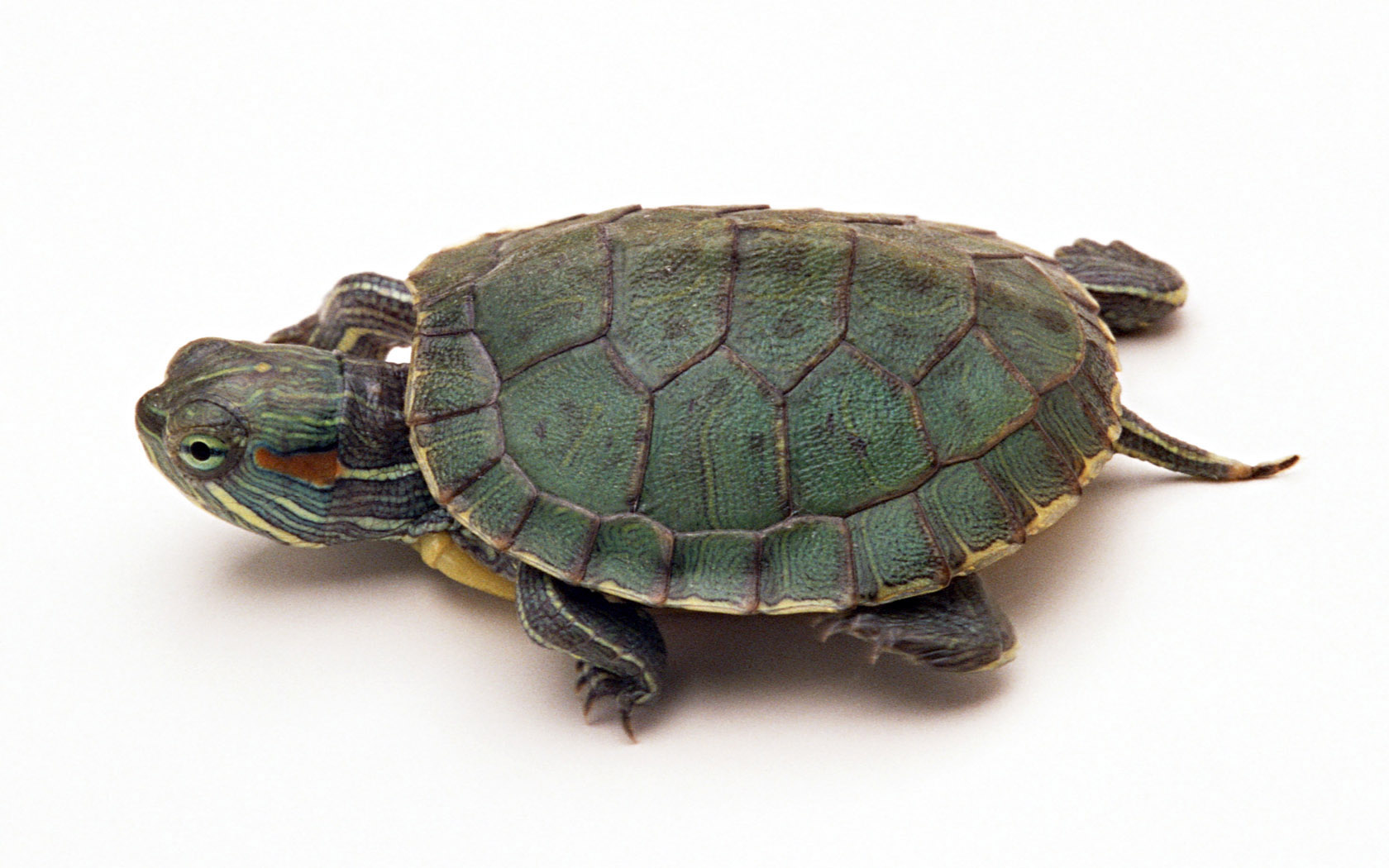 成年巴西龟怎么养放多少水