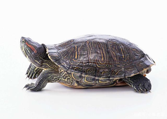 巴西龟离开水多久会死