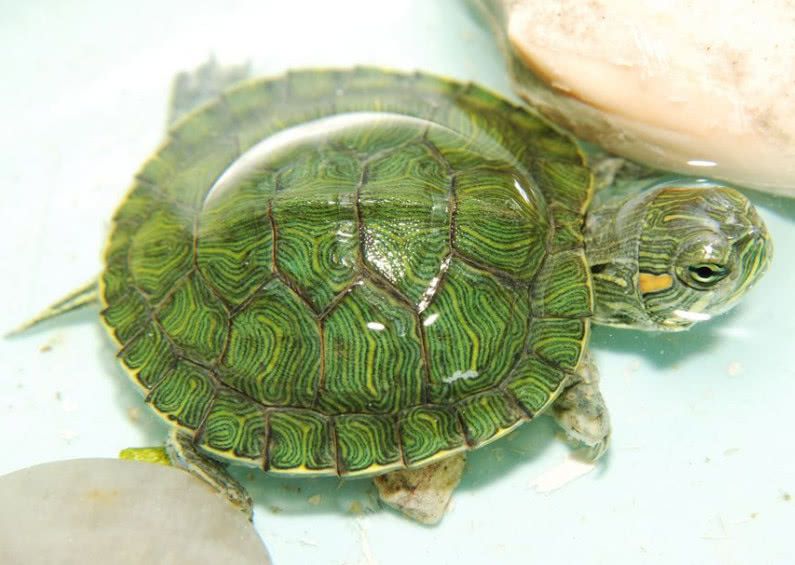 怎么知道巴西龟怀孕了
