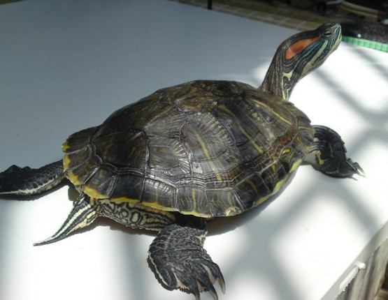 巴西龟为什么不能放生到自然水域
