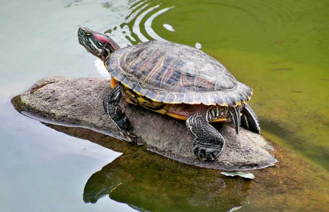 巴西龟可以放海水里吗