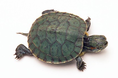 巴西龟怎么才能养大