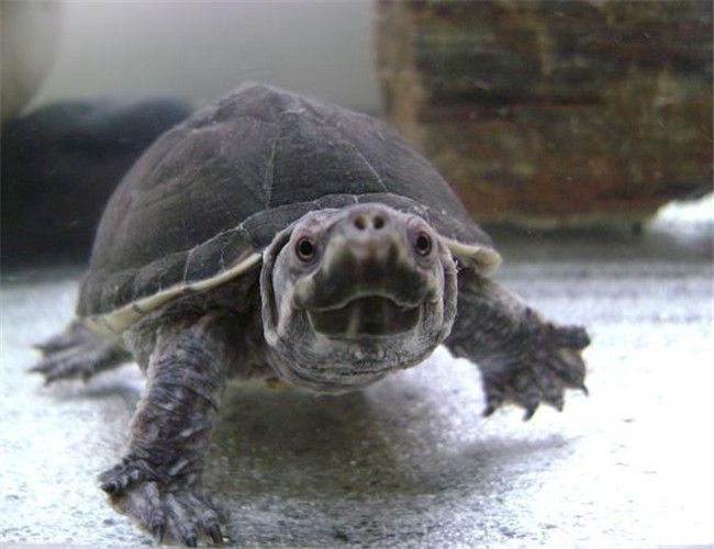 养麝香龟多久换一次水