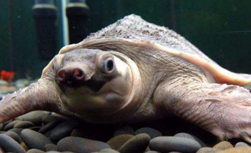 猪鼻龟有轻微的蒙眼怎么办