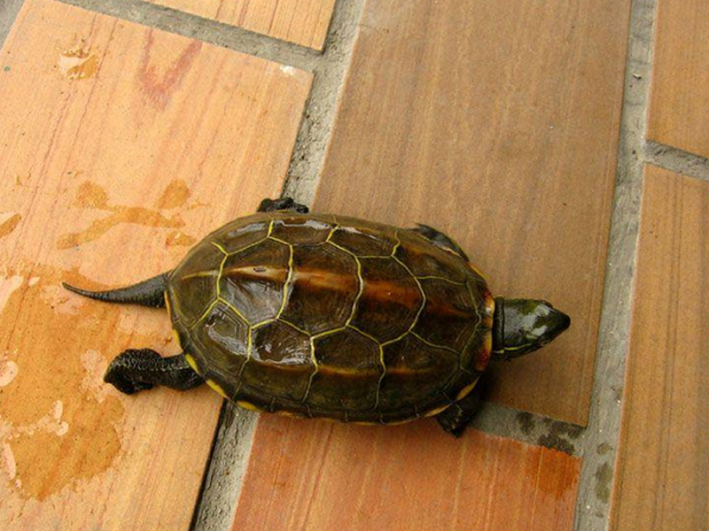 草龟和花龟能一起养吗