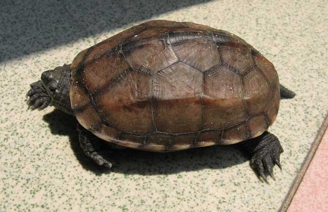 中华草龟长得快吗
