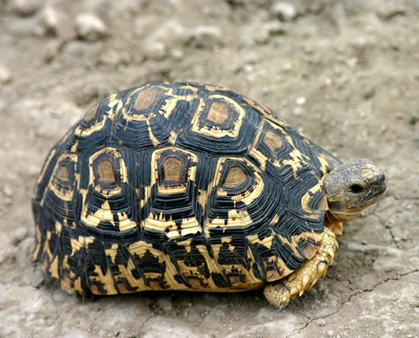 苏卡塔尔陆龟结石怎么办