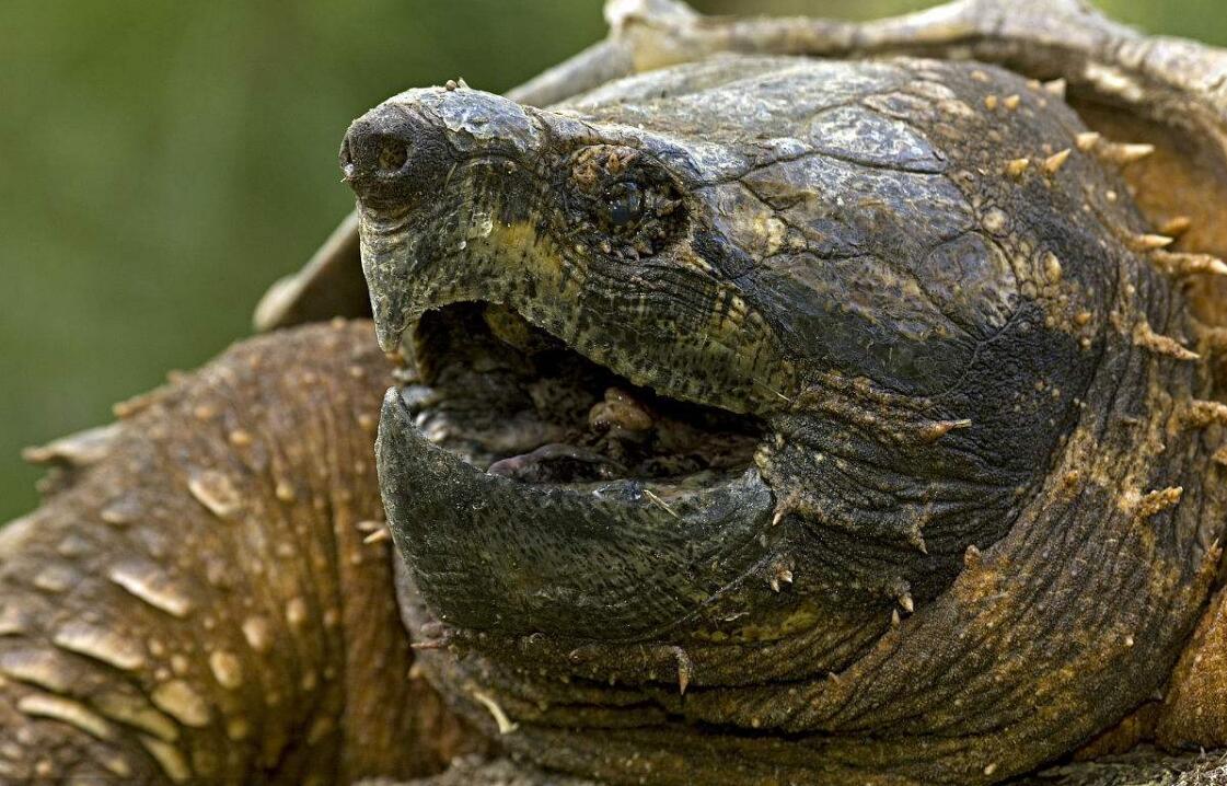 养佛鳄龟为什么都裸缸